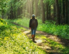 A person walking through a lush, green forest while the sun shines on them.